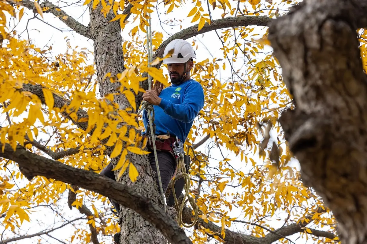 Skilled Tree Transplanting crew working in Wheelwright