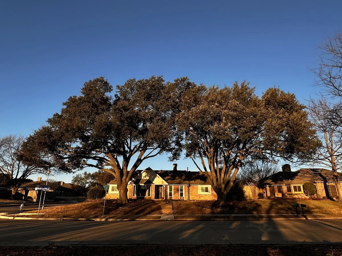 Established residential canopy tree shading a home in Wheelwright