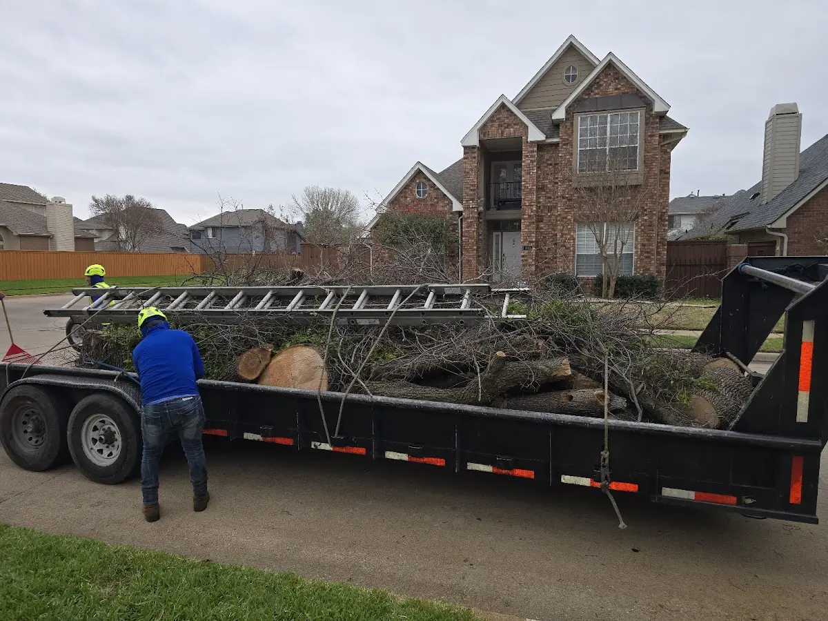 Expert Tree Fertilization with proper safety equipment in Wheelwright
